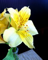 آلسترومریا, Parrot lily, Lily of the Incas, Princess lily,parrotlily, parrot flower, red parrot beak